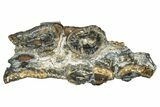 Mammoth Molar Slice With Case - South Carolina #291059-1